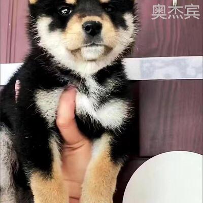 柴犬幼黑色豆崽秋田狗活