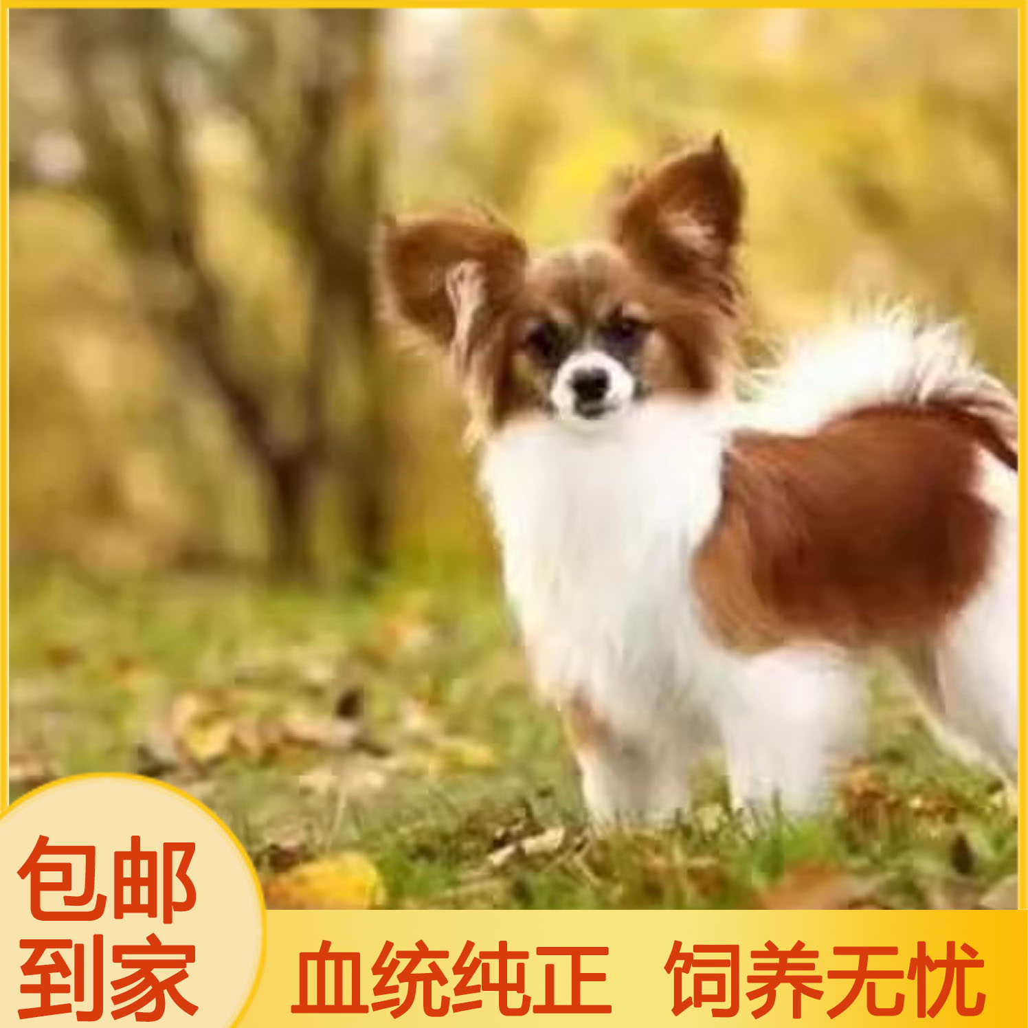 蝴蝶犬超萌家养狗狗活体幼犬可爱小网红黑白花忠诚狮子体宠物狗狗