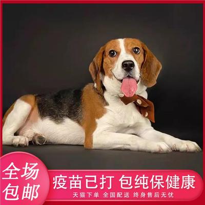 纯种比格幼犬比格比格犬猎兔犬大耳朵比格米格鲁小型犬宠物狗活体