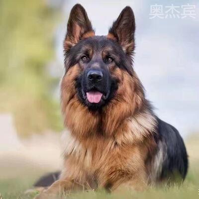 德牧大型犬警国羊真狗黑