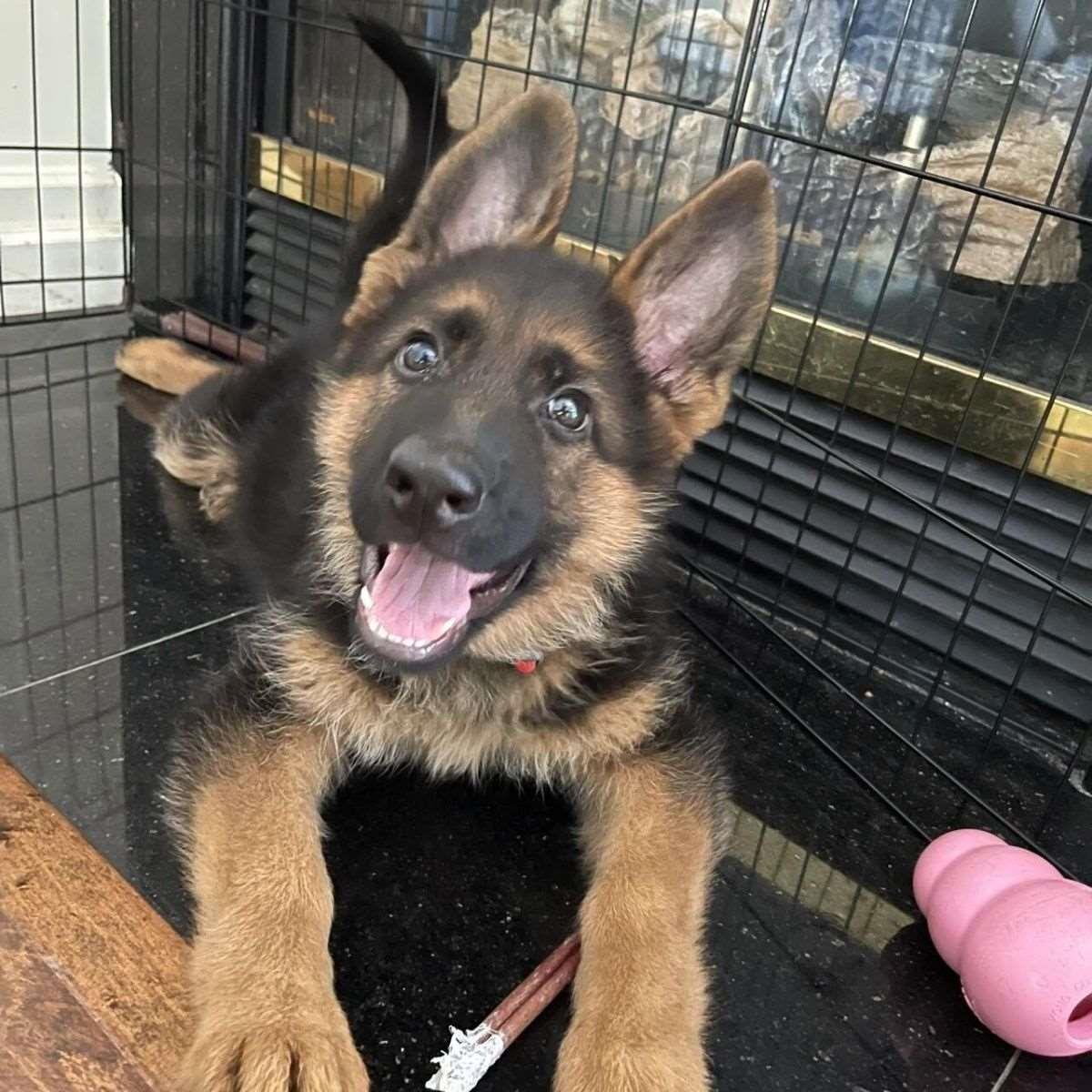 德牧幼犬看家护院犬猎犬军犬工作犬大狼狗放牧德国牧羊犬放羊黑背