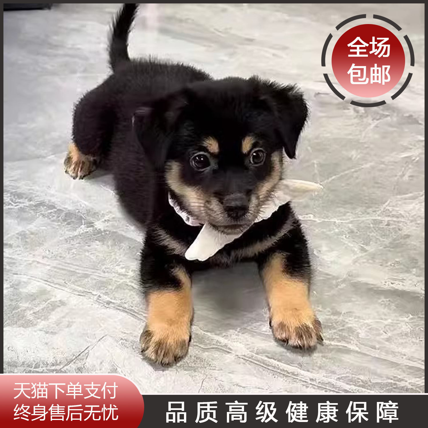 四眼铁包金正宗好养看家护院黑柴犬混血农村巡山犬打猎犬土狗狗狗