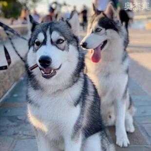 哈士奇幼犬帅气纯种哈士奇幼崽哈士奇真狗活狗幼犬宠物小狗狗活物