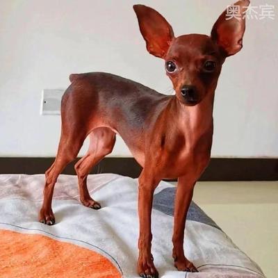 小鹿犬幼袖珍超体双血统