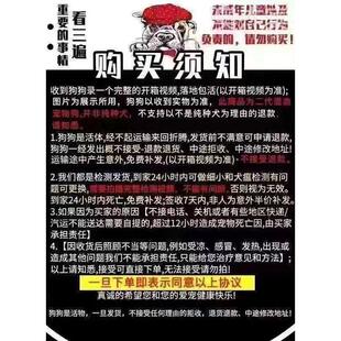 爆毛雪橇犬幼崽宠物 萨摩耶幼犬白色可爱网红家庭犬微笑天使熊版