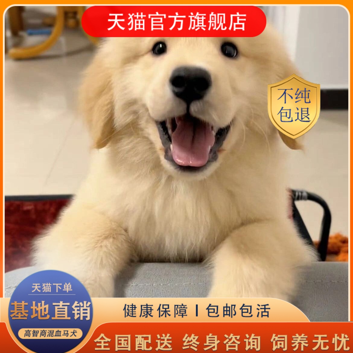 纯种金毛幼犬活体狗狗导盲犬金毛犬巡回猎犬家养金毛狗小狗宠物狗