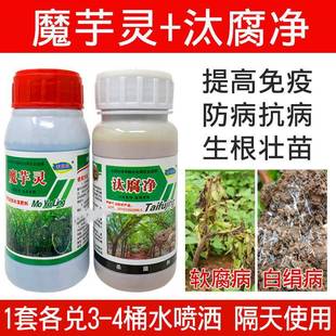 魔芋多元消毒粉种子土壤消毒预防软腐病白娟病魔芋灵肽腐净防疫药