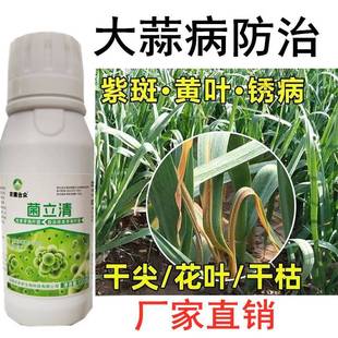 大蒜专用药蒜苗黄叶病药干尖灵疫病枯叶白腐病一喷清大蒜病杀菌剂