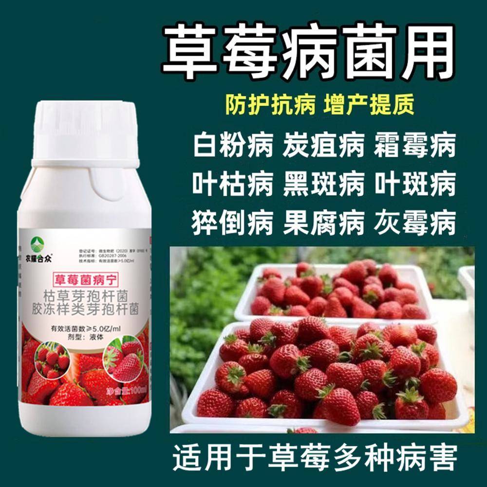 草莓炭疽病灌根专用药草莓真菌黄萎病根软腐白粉病增产防病杀菌剂