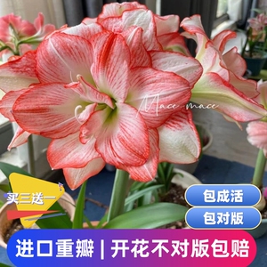 进口重瓣朱顶红耐寒种球特大花瓣四季易种阳台庭院多年生开花不断