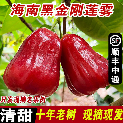 海南三亚黑金刚莲雾新鲜水果