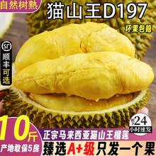 马来西亚进口猫山王榴莲正品D197顺丰包邮新鲜液氮新鲜水果一整箱
