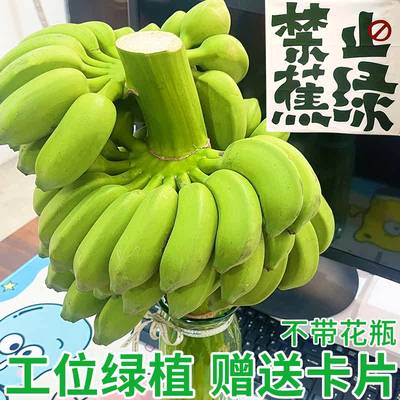 【禁止蕉绿】整串水培香蕉绿植