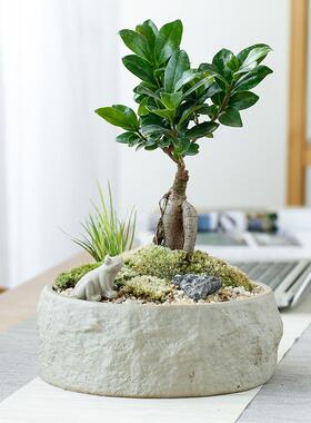 复古粗陶多肉花盆创意绿萝铜钱草水培花器摆件可陶瓷植物花盆定制