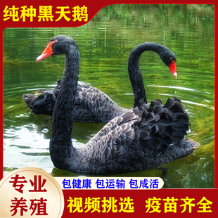 黑天鹅活苗幼崽一对景区动物园观赏鹅人工养殖纯种成年黑天鹅活体