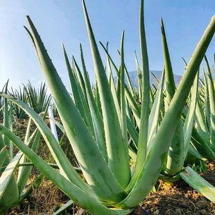 库拉索芦荟盆栽灌肤美容院专用特大盆栽护肤植物可食用大叶片新鲜