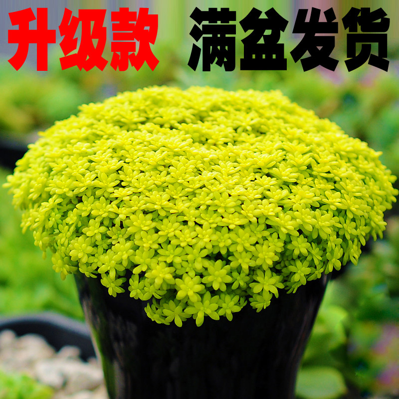 黄金万年草多肉植物盆栽含盆含土薄雪万年草钱串山地玫瑰玉露桃蛋