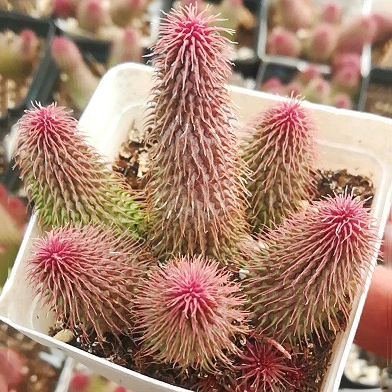 多肉植物阿修罗办公室室内新款稀有贵货组合盆栽绿植园艺四季花卉