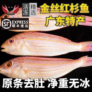 红杉鱼海鱼新鲜冻海鲜水产深海钓红三鱼金丝鱼金线鱼广东湛江特产