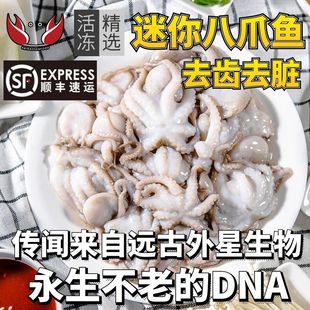 迷你八爪鱼新鲜小章鱼鲜活小八爪鱼八抓大爆头海鲜水产冷冻墨鱼仔
