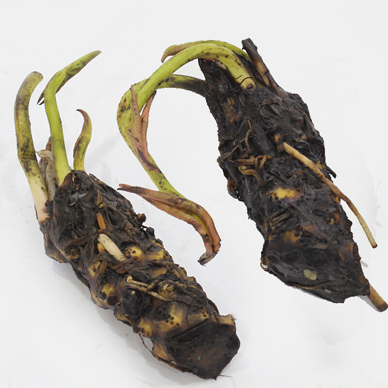 大睡莲根块碗莲荷花迷你小睡莲种苗水培植物大睡莲花根茎绿植带芽