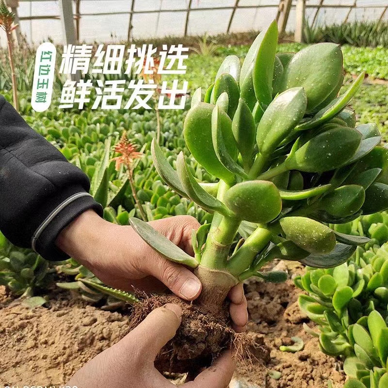 玉树盆栽老桩大叶红边玉树树苗精品多肉植物大颗好养室内花卉绿植-封面