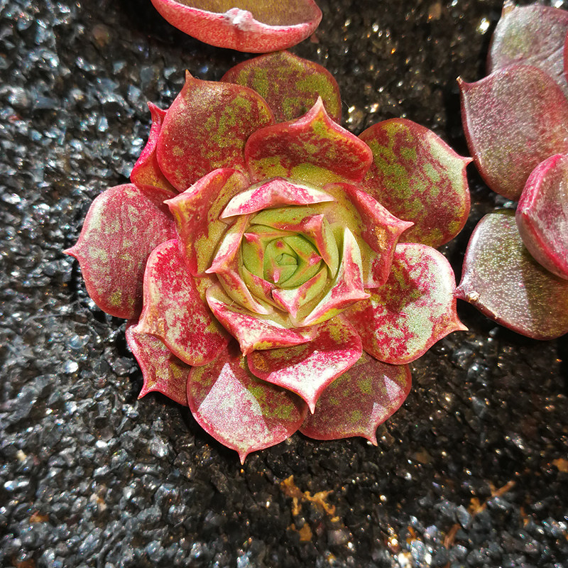 多肉植物套装 精养精品多肉植物  静夜 劳伦斯 罗西玛 桌面微型盆