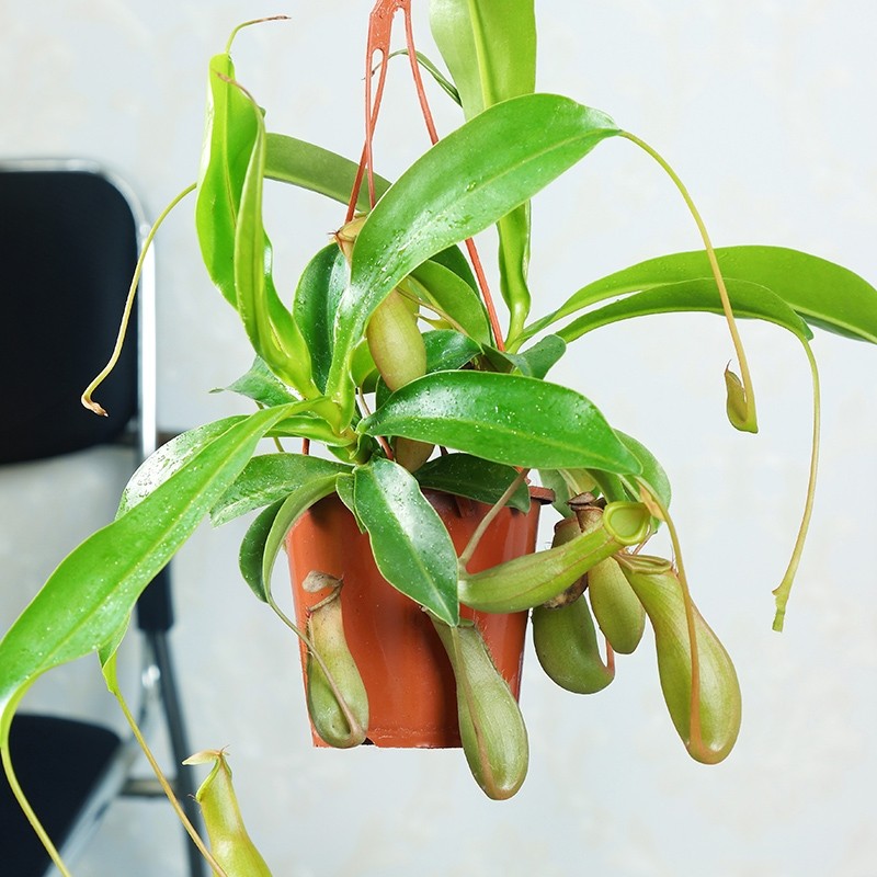 植物捕蝇草盆栽超大食人花驱蚊草吃虫花卉绿植吊兰室内垂吊