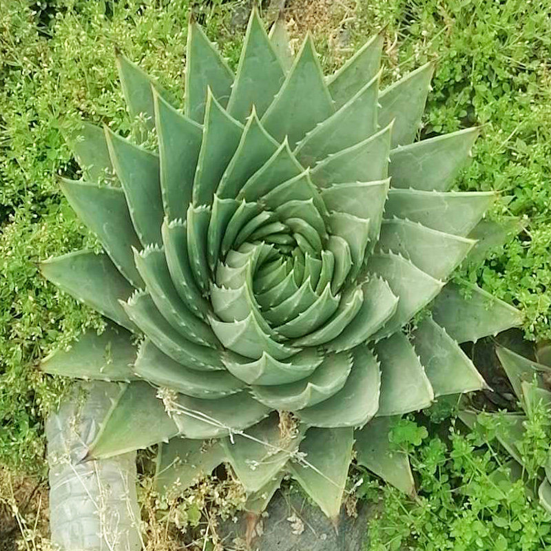 女王芦荟植物旋转芦荟苗盆栽螺旋室内多肉稀有品种肉肉花卉绿植