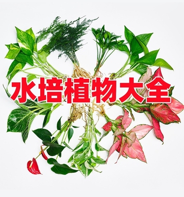 水培造景植物白掌花卉九里香