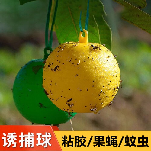 诱蝇球果园菜丝瓜贴针蜂柑橘大实蝇小实蝇瓜实蝇果蝇粘虫球诱捕器