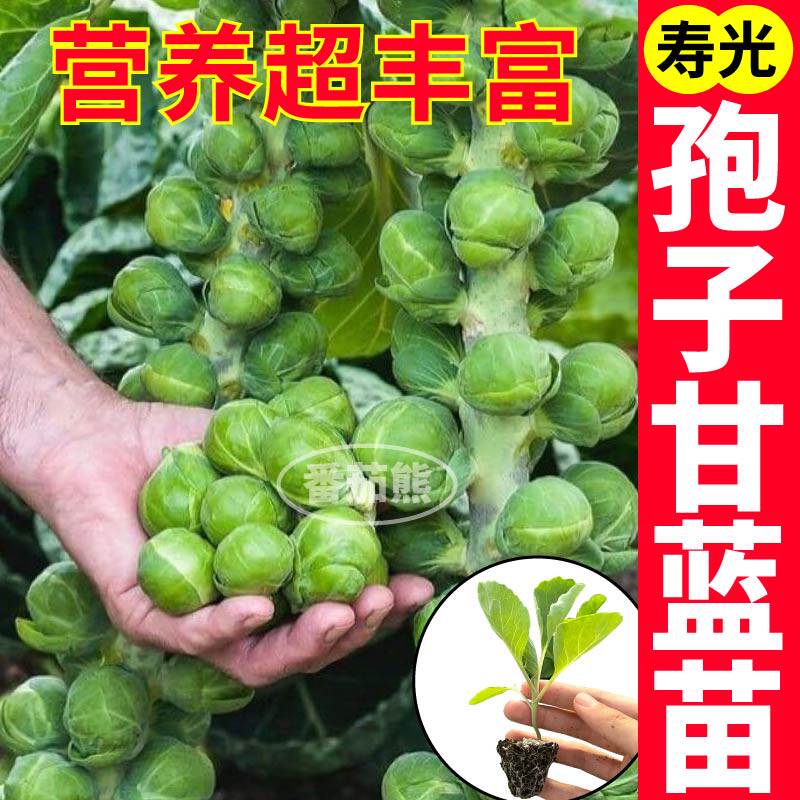 山东寿光正宗孢子甘蓝苗秧春秋抱子甘蓝种子带土球营养丰富高产苗