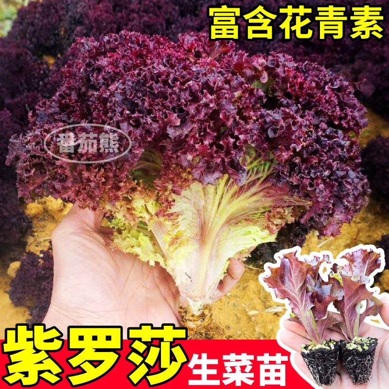 四季生菜紫罗莎生菜苗秧大速意大利奶油生菜阳台庭院盆栽带土寿光