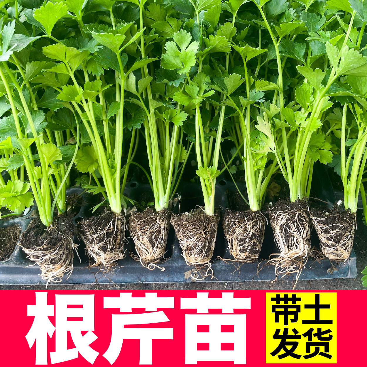 山东根芹苗秧带土球四季春秋阳台盆栽正宗西芹香芹种子籽营养高产