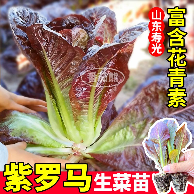 正宗紫罗马生菜苗秧紫色直立孔雀菜香麦菜大速红皱意大利四季阳台