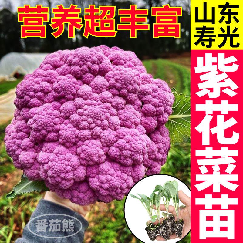 好看又好吃紫晶花菜紫花菜秧苗四季高产蔬菜白菜花西兰花种子盆栽