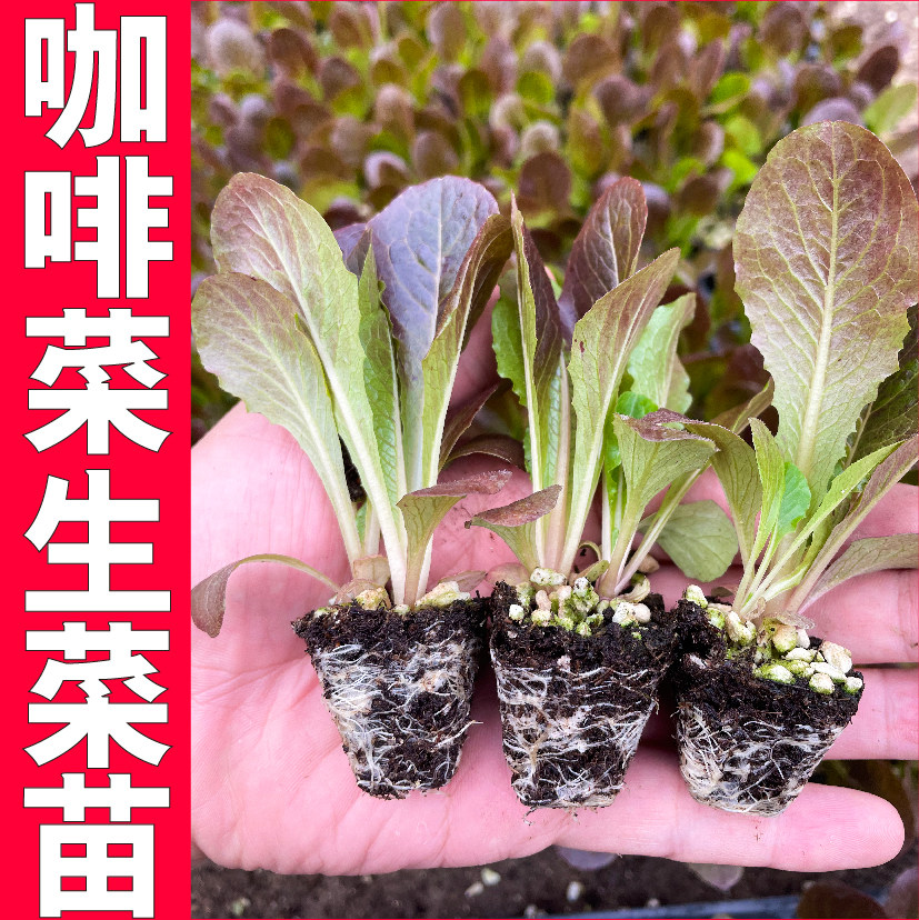 咖啡香麦菜生菜苗秧种子四季盆栽阳台耐寒速生孔雀菜紫绿红生菜苗