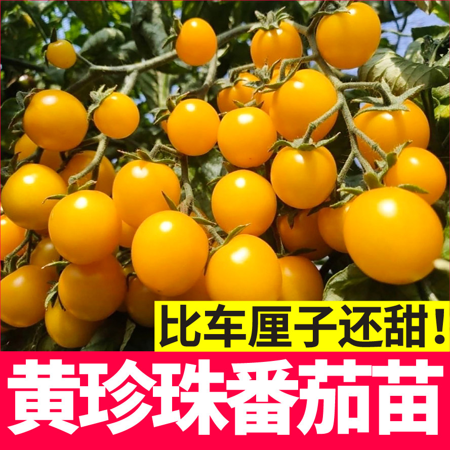 超甜黄珍珠番茄苗秧小黄樱桃圣女果种子红绿黑白珍珠西红柿四季苗