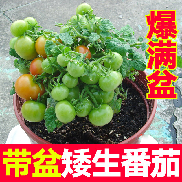 带土带盆矮生盆栽樱桃番茄苗秧四季西红柿圣女果种子阳台圣女果籽