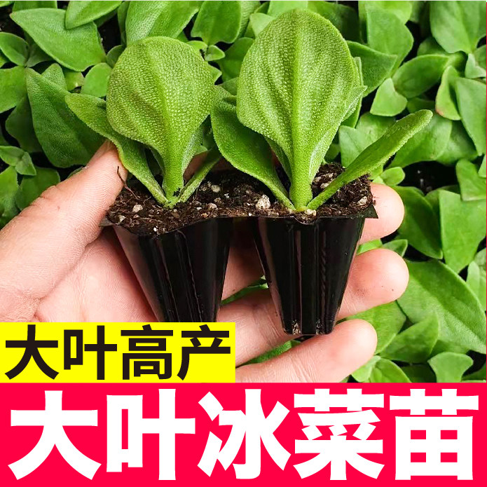 大叶冰草苗秧种子高产多采收四季