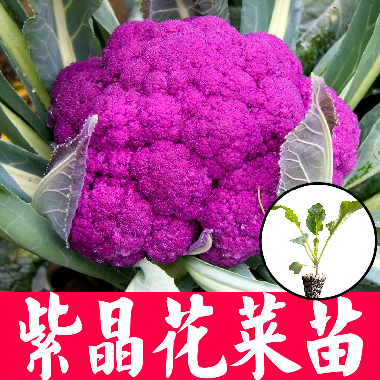 紫花菜苗秧高产味美耐寒抗病紫晶一号种子非转基因寿光蔬菜苗四季