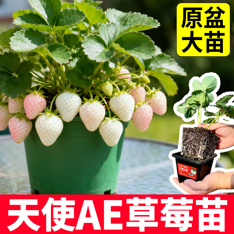 正宗天使草莓苗阳台盆栽庭院种植红颜真红美铃草莓苗黑白红草莓苗