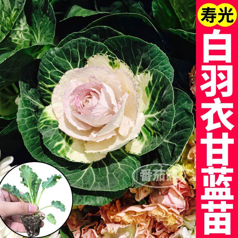 超耐寒白羽衣甘蓝秧苗幼苗阳台盆栽四季粉紫绿羽衣甘蓝种子带土球