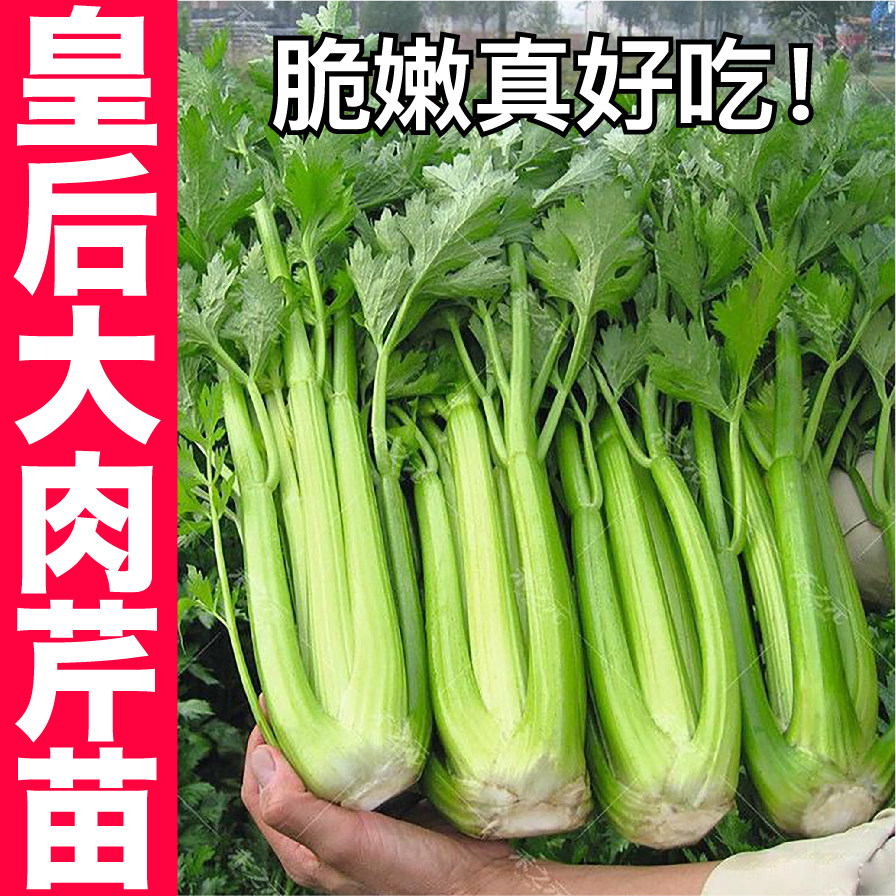 皇后大肉芹菜苗秧种子四季春秋高产带土球脆嫩小红香芹根芹种籽