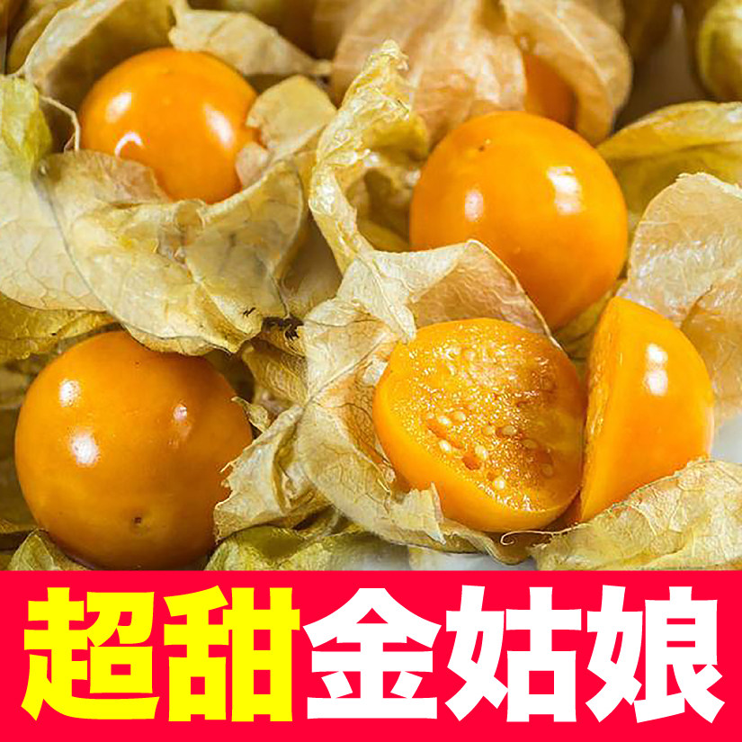 大果超甜高产金姑娘果苗秧阳台盆栽带土种子四季种植灯笼洋菇娘籽