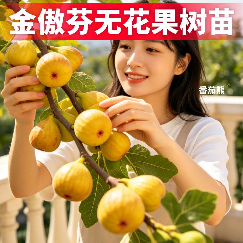 【一级苗】金傲芬无花果盆栽果树苗四季可种多茬采收高产小院盆栽