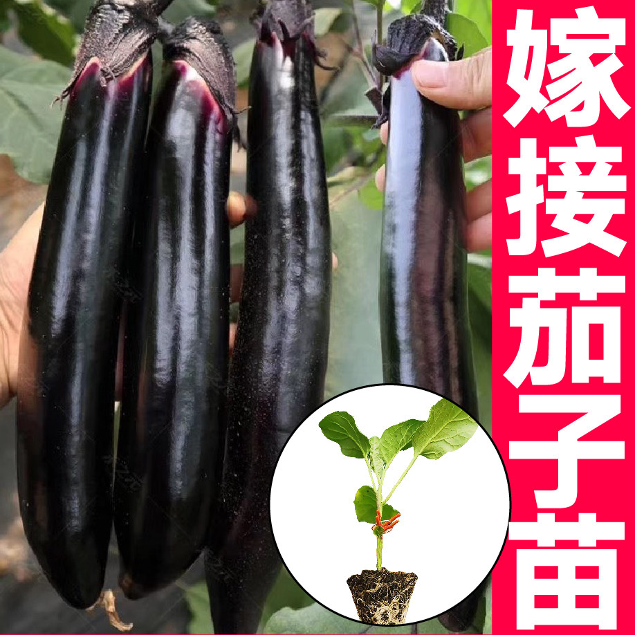 寿光嫁接大龙长茄子苗秧带土四季春秋盆栽黑圆茄子种子蔬菜苗籽