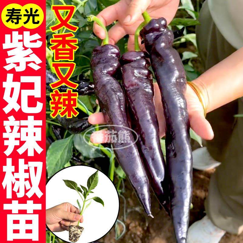 山东寿光紫妃辣椒苗秧高产紫黑美人陇椒辣椒四季阳台种子营养丰富