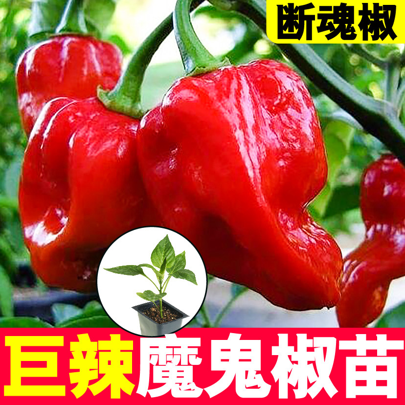 巨辣特辣断魂魔鬼印度椒苗秧种子四季阳台盆栽朝天小米辣带土春秋