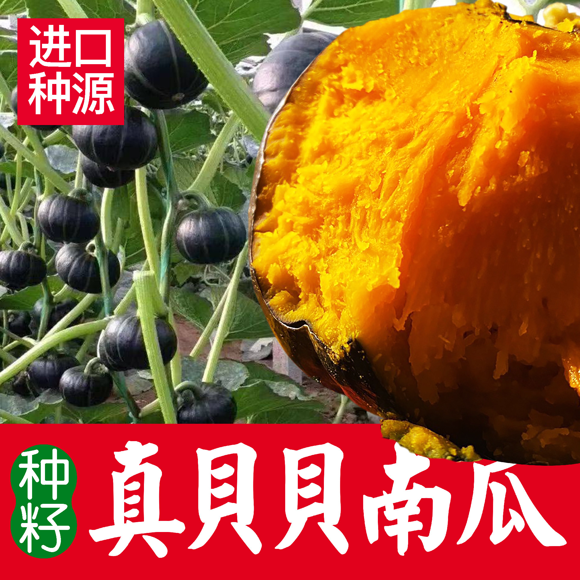 真贝贝南瓜种子日本板栗小南瓜种籽香芋银栗早栗高产香甜种孑大全
